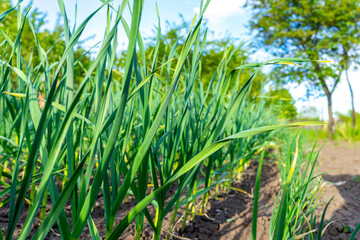 Green young shoots of garlic. Growing garlic in agriculture