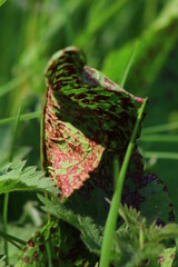 graine et feuilles de rumex