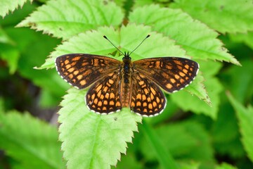 オレンジと黒の鮮やかな美しい高原のチョウ、絶滅危惧種のコヒョウモンモドキ