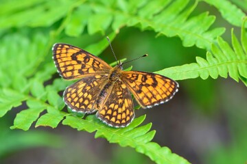 オレンジと黒の鮮やかな美しい高原のチョウ、絶滅危惧種のコヒョウモンモドキ