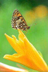 オレンジと黒の鮮やかな美しい高原のチョウ、絶滅危惧種のコヒョウモンモドキ