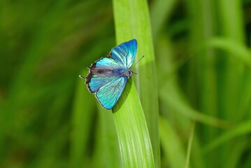 軽井沢や日光の初夏の高原で見られるエメラルドグリーンの美しいチョウ、ジョウザンミドリシジミ
