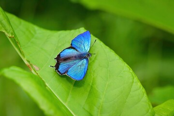 軽井沢や日光の初夏の高原で見られるエメラルドグリーンの美しいチョウ、ジョウザンミドリシジミ
