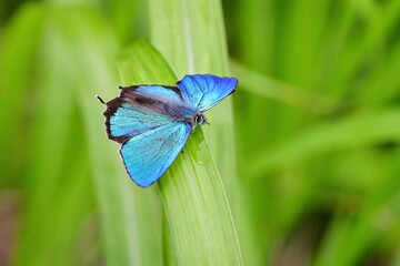 軽井沢や日光の初夏の高原で見られるエメラルドグリーンの美しいチョウ、ジョウザンミドリシジミ