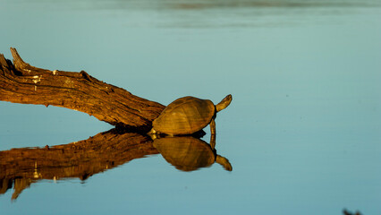 Hinged Terrapin ( Pelusios sinuatus) Pilanesberg Nature Reserve, South Afric