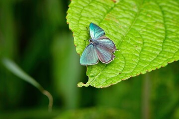 軽井沢や日光の初夏の高原で見られるエメラルドグリーンの美しいチョウ、ジョウザンミドリシジミ