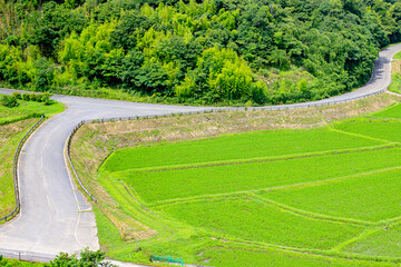 夏の田染荘　大分県豊後高田市　Tashibunosho in summer. Ooita-ken Bungotakata city.