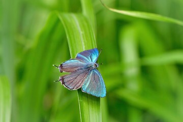 軽井沢や日光の初夏の高原で見られるエメラルドグリーンの美しいチョウ、ジョウザンミドリシジミ
