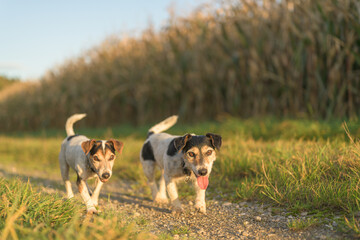 two cute jack russell terriers dogs are walking alone on a path next to corn fields in autumn. both...