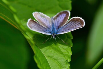 軽井沢や日光など初夏の高原で見られる青い小さなチョウ、ヒメシジミ