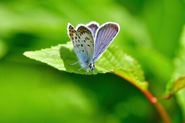 Fototapeta na wymiar 軽井沢や日光など初夏の高原で見られる青い小さなチョウ、ヒメシジミ