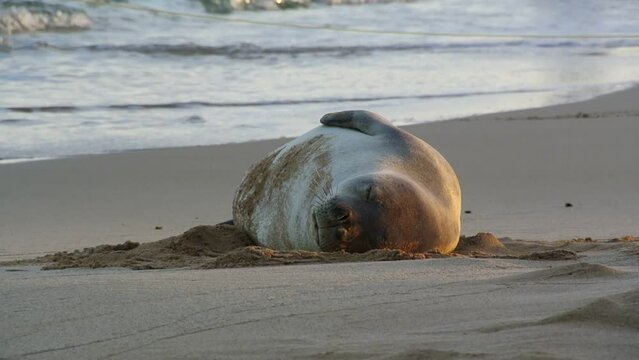 sea lion taking a nap on the beach