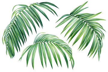 Fototapeta na wymiar Palm leaf. Tropical leaves set. Jungle botanical watercolor illustrations, hand-draw floral elements