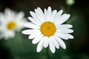 Obraz premium Field chamomile close-up on a dark background. ethnoscience