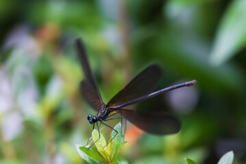 神様のトンボ ハグロトンボのメスがサツキの芽にとまり翅を広げる
