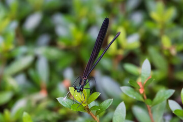神様のトンボ ハグロトンボのメスがサツキの芽にとまる