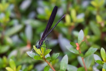 神様のトンボ ハグロトンボのメスがサツキの芽にとまる