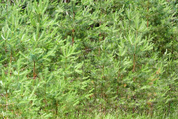 Natural texture. Dense young spruce forest