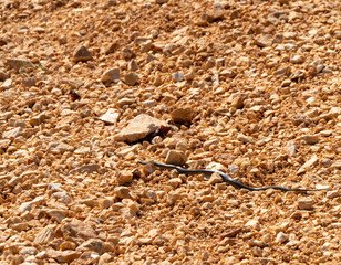 A snake on its way to the grass