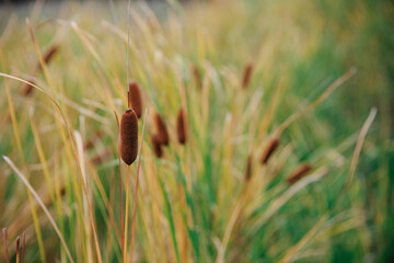 Inflorescence-cob of cattail in late fall. The cob grows in the wild, the cob close-up background...