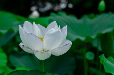 Flor de loto Lotus