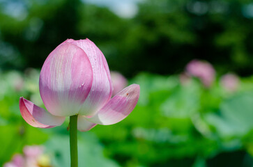 Fototapeta premium Flor de loto lotus