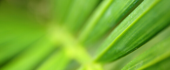 Close up image of green leaf detail. Ecology and nature banner