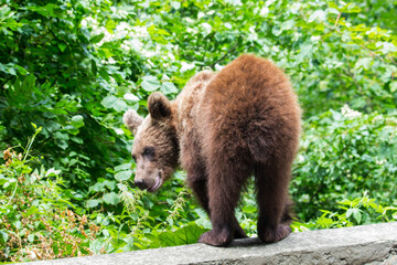 Young bear in Romania