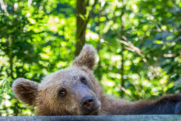 Young bear on a road