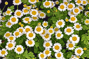 Beautiful blooming daisy flowers  on background of green plants in the summer home garden. Odessa, Ukraine.