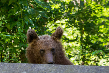 Young brown bear on a road