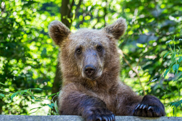 Young bear in Romania