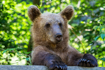 Fototapeta premium Young bears on the road