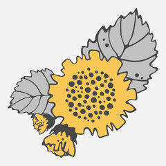 Stylized sunflower vector drawing with large flowers and buds on a branch, varied foliage. yellow and gray leaves. Botany for printing products from fabric, covers, paper, upholstery, curtains