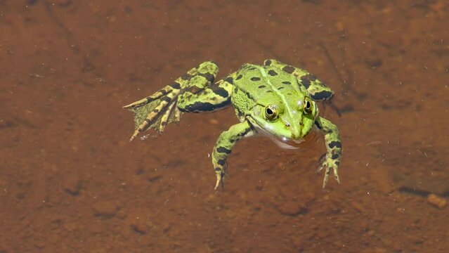 Frog swimming in the water, Pelophylax esculentus