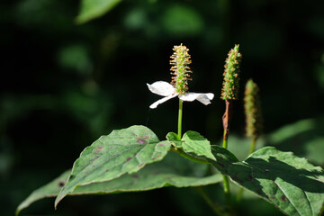 Beautiful flowers of Sikkim, India, flowering plants in Sikkim, Selective focus.