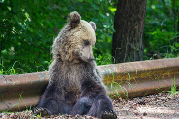 Bear 