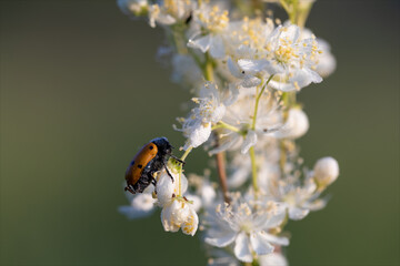 Lacnea a sei punte, Lachnaea sex-punctata, piccolo insetto della famiglia Chrysomelidae, di colore marrone con sei punti neri. Insetto posato su fiori bianchi.