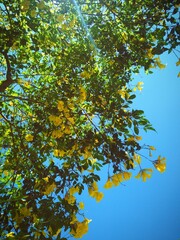 leaves in autumn