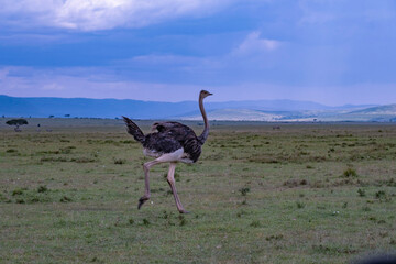 Ostrich in Masai Mara Game Reserve of Kenya