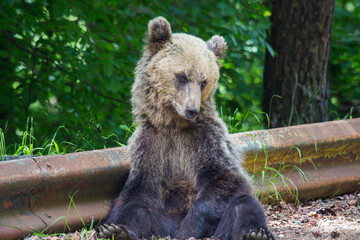Young bear in Romania