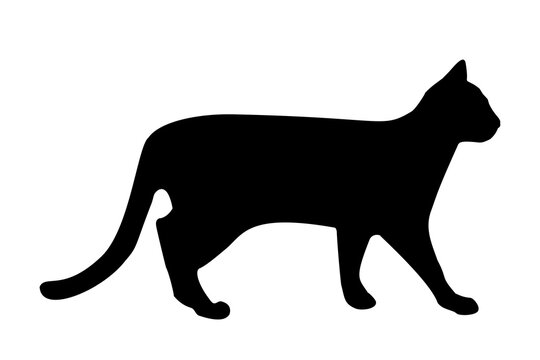 black silhouette of a cat, on a white background, side view
