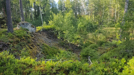 Summer Forest in Sweden with beautiful green trees