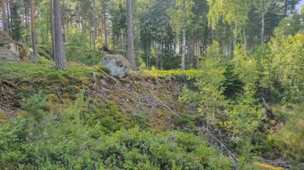 Summer Forest in Sweden with beautiful green trees