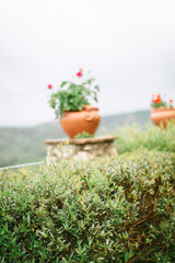 Trimmed boxwood shrub, in the background a clay pot with red flowers and a mountain landscape.