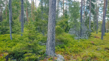 Fototapeta na wymiar Summer Forest in Sweden with beautiful green trees