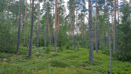 Summer Forest in Sweden with beautiful green trees