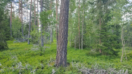Summer Forest in Sweden with beautiful green trees