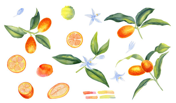 Large watercolor orange kumquat clipart. Hand drawn illustration of orange citrus fruit on isolated background. Realistic image of a tropical crop for any design.