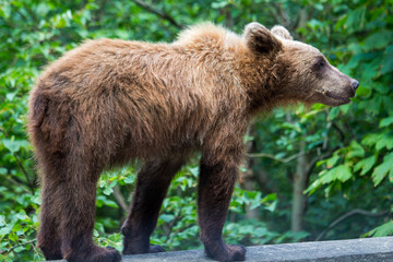 Baer on the Transfagarasan Highway, Sibiu County Romania